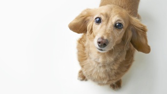 椎間板ヘルニアの治療 犬の椎間板ヘルニア 診療案内 福山市 尾道市の動物病院 動物医療センター Aloha あそう動物病院