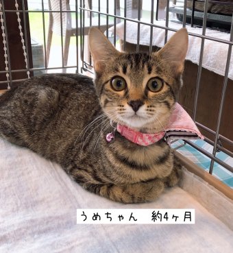 8 17現在 子猫情報 里親募集中の猫たち 福山市でホメオパシーならホリスティックショップ Queserasera ケセラセラ ドッグランのあるドックカフェ併設 福山市 福山市 尾道市の動物病院 動物医療センター Aloha あそう動物病院