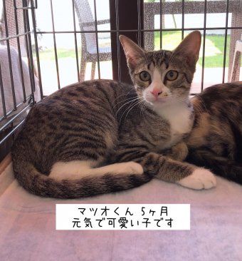 8 17現在 子猫情報 里親募集中の猫たち 福山市でホメオパシーならホリスティックショップ Queserasera ケセラセラ ドッグランのあるドックカフェ併設 福山市 福山市 尾道市の動物病院 動物医療センター Aloha あそう動物病院